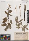 Foto von Salix daphnoides Vill.